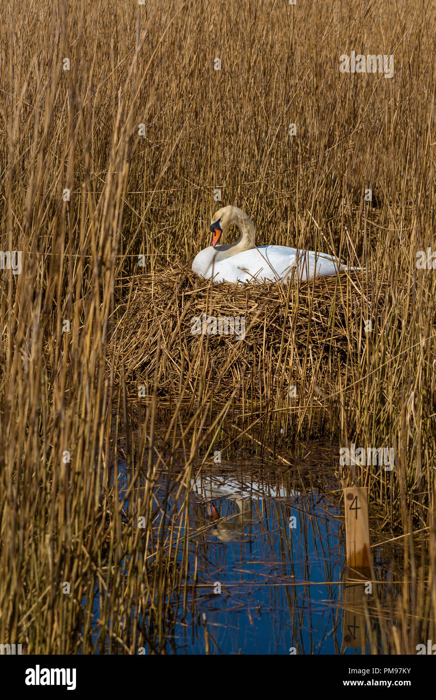 Nesting swan, Abbotsbury swannery, Dorset, UK Stock Photo
