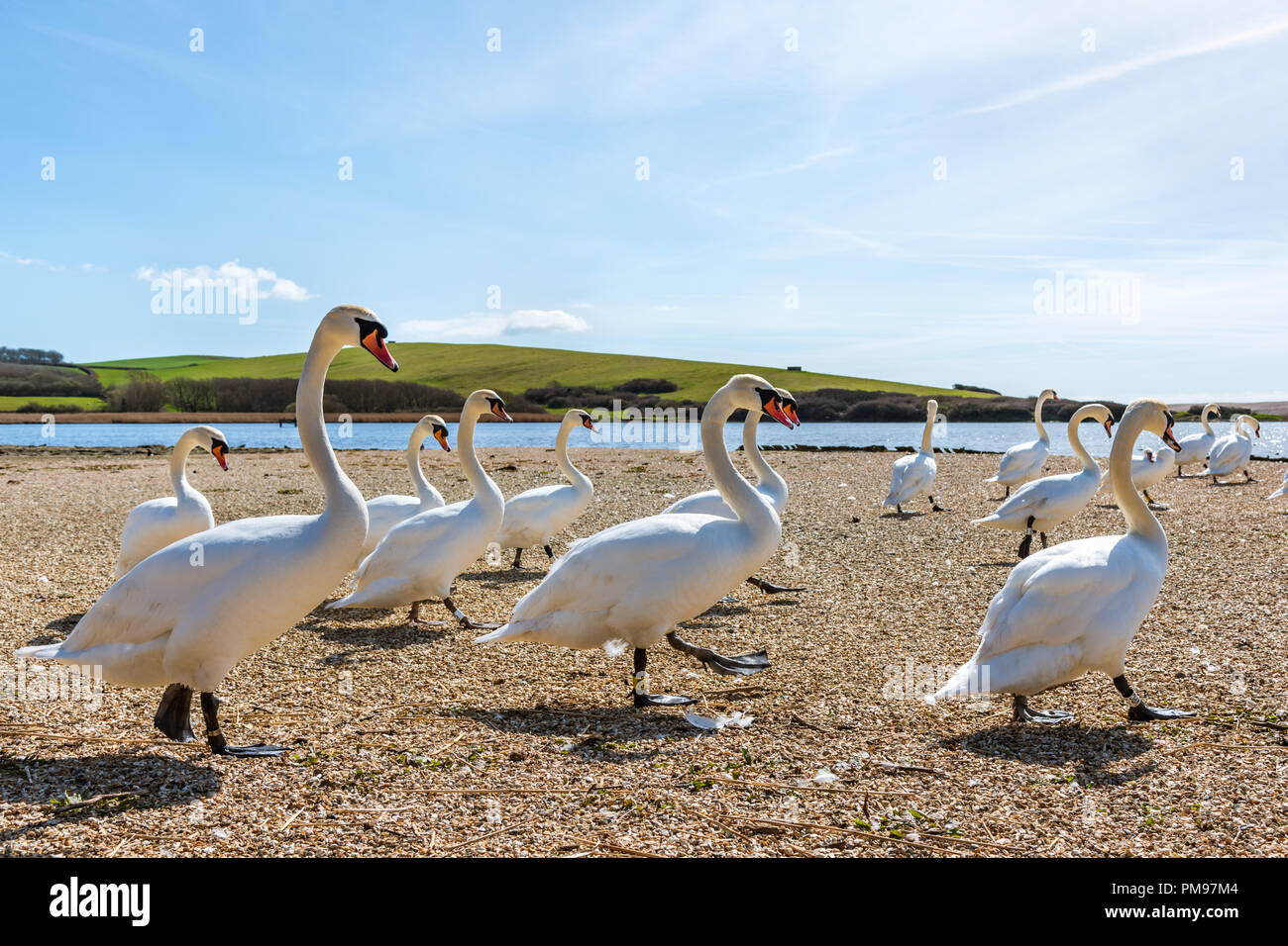 Marching swans at feeding time, Abbotsbury Swannery, Dorset, UK Stock Photo