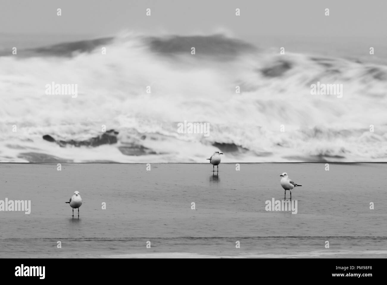Black-headed Gull (Chroicocephalus ridibundus), adults on the shore with rough sea the background Stock Photo