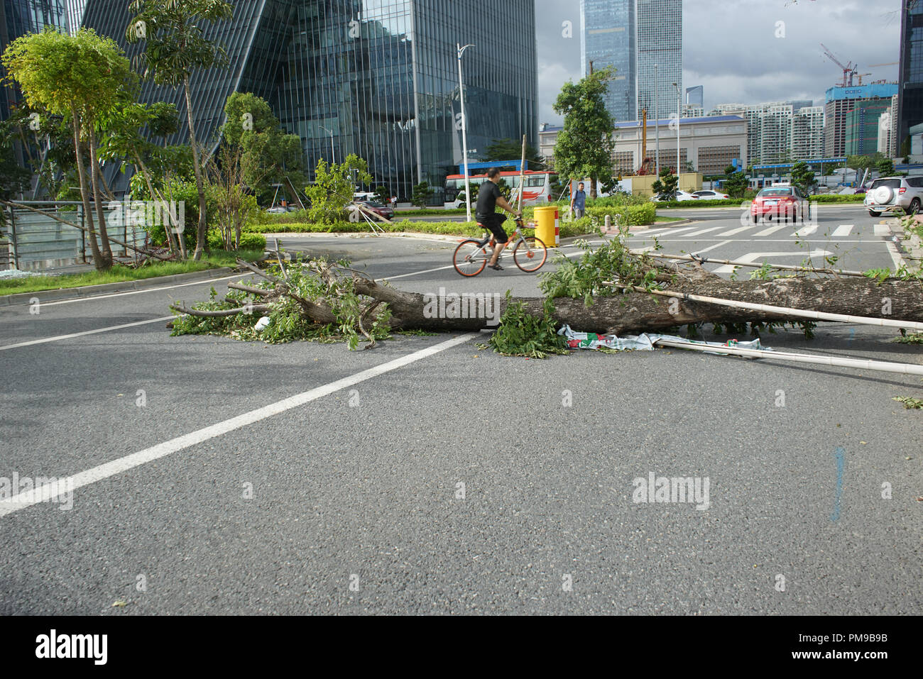 Fallen tree blocking road, Typhoon Mangkhut aftermath in Shenzhen, Guangdong Province in Southern China. Stock Photo