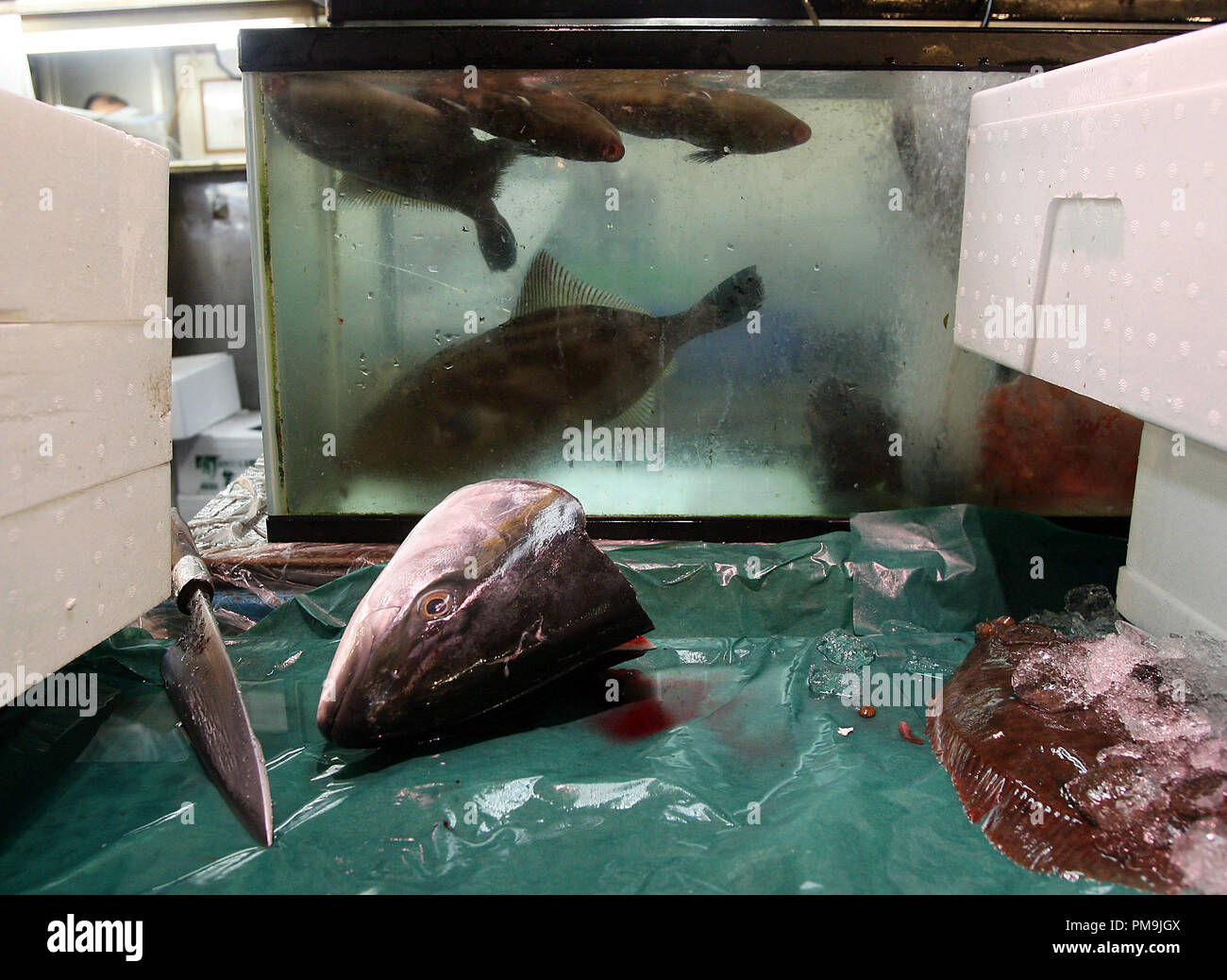 Tokyo, Japan. 21st Feb, 2006. The cut-off head of a tuna lies in front of a tank with fish at the Tsukiji Fish Market in Tokyo, Japan, 21 February 2006. Tsukiji is the biggest fish market in the world. The daily sales of 2,500 tons of fish amount to 23 millions euros. Credit: Tim Brakemeier | usage worldwide/dpa/Alamy Live News Stock Photo