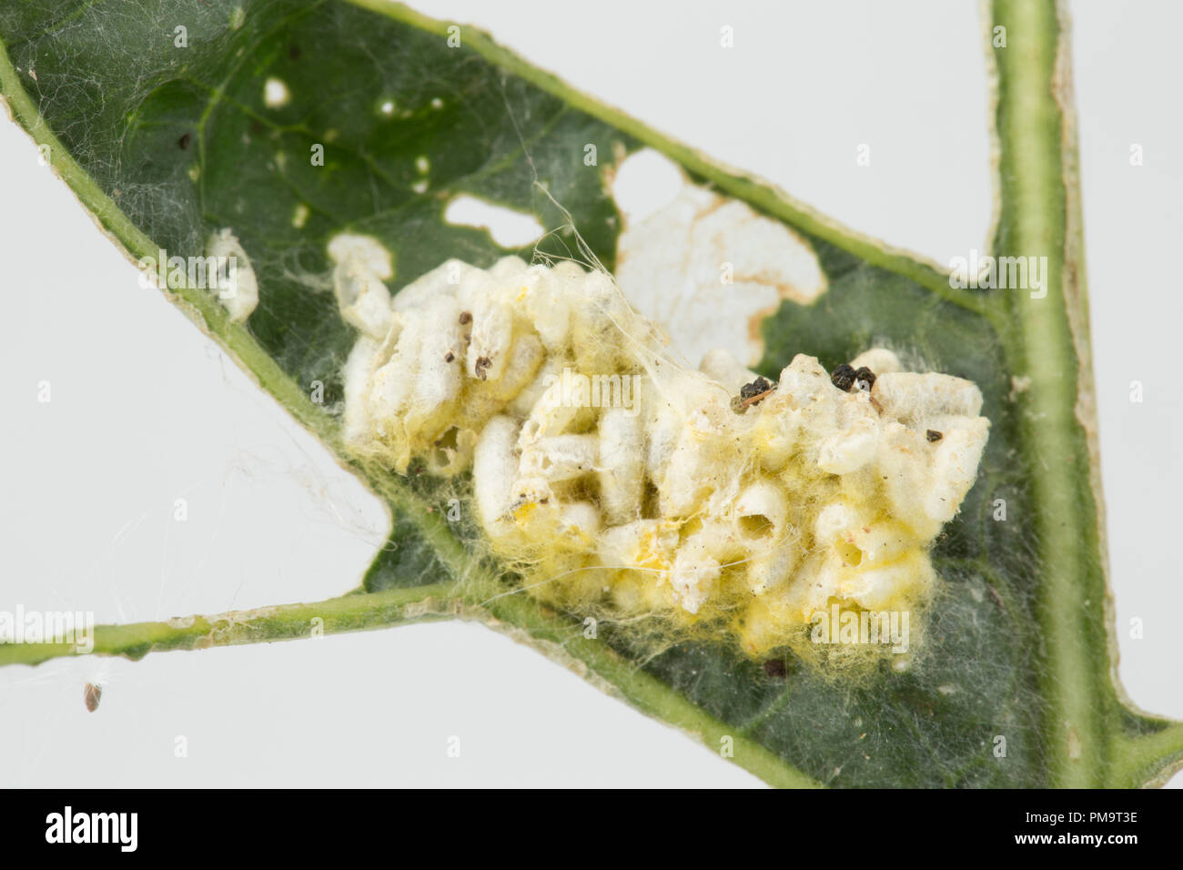 Cocoons of the larvae of a parasitic wasp, Cotesia glomerata. The wasp lays its eggs inside a caterpillar and the larvae develop inside it, ultimately Stock Photo