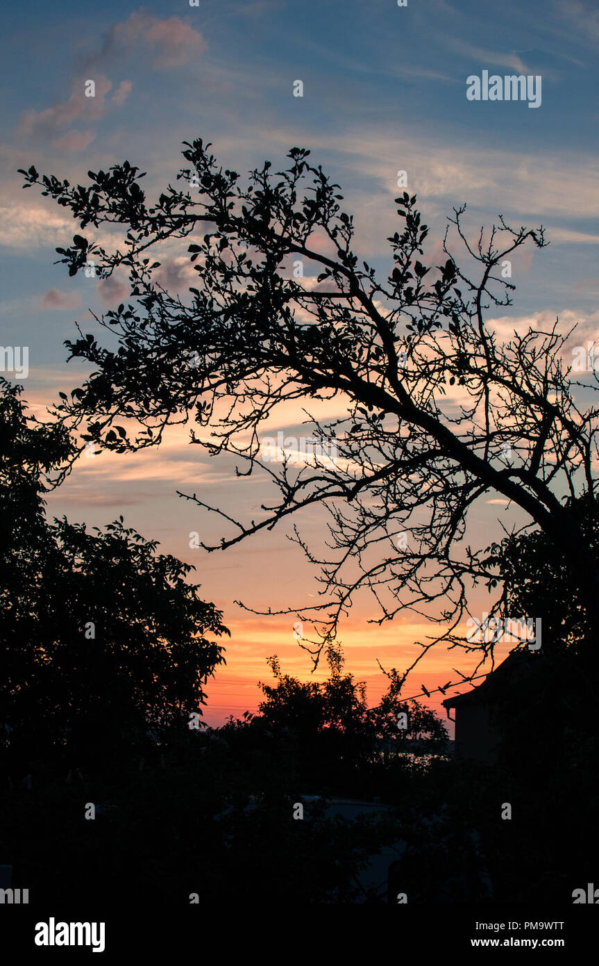 Sunset in the village, a tree silhouette Stock Photo - Alamy