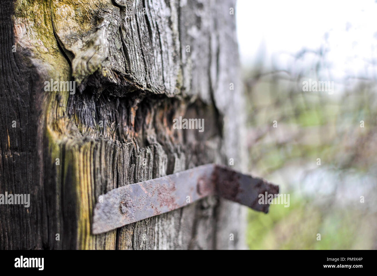 Deep cut in a tree, a metal element screwed to the tree Stock Photo