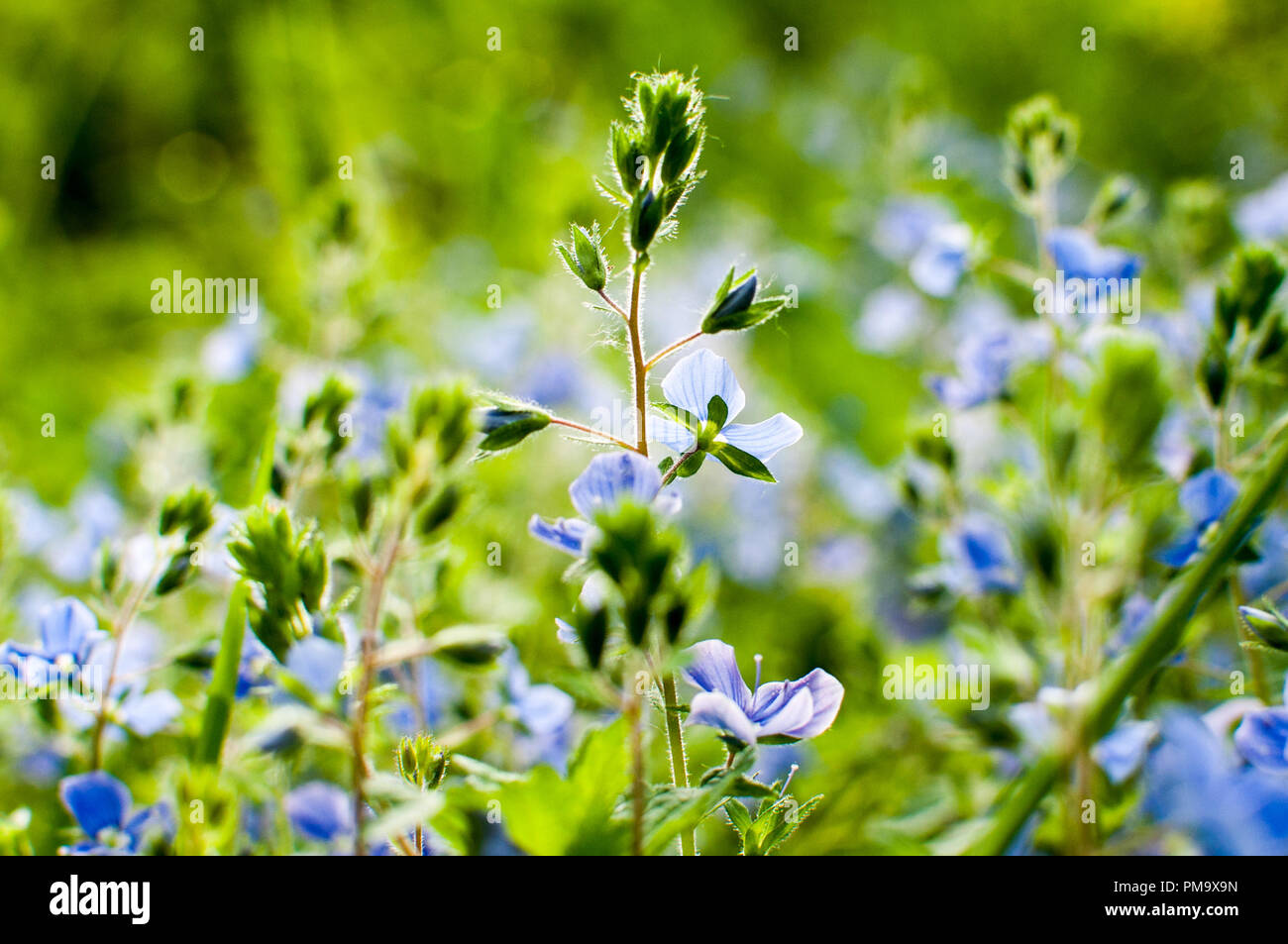 Speedwells hi-res stock photography and images - Alamy