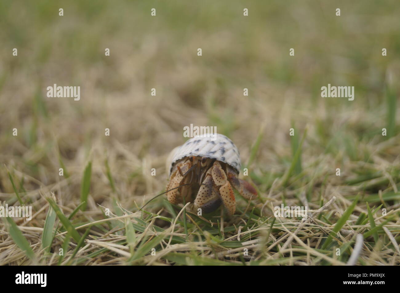 Coenobita clypeatus Caribbean Land hermit crab Stock Photo