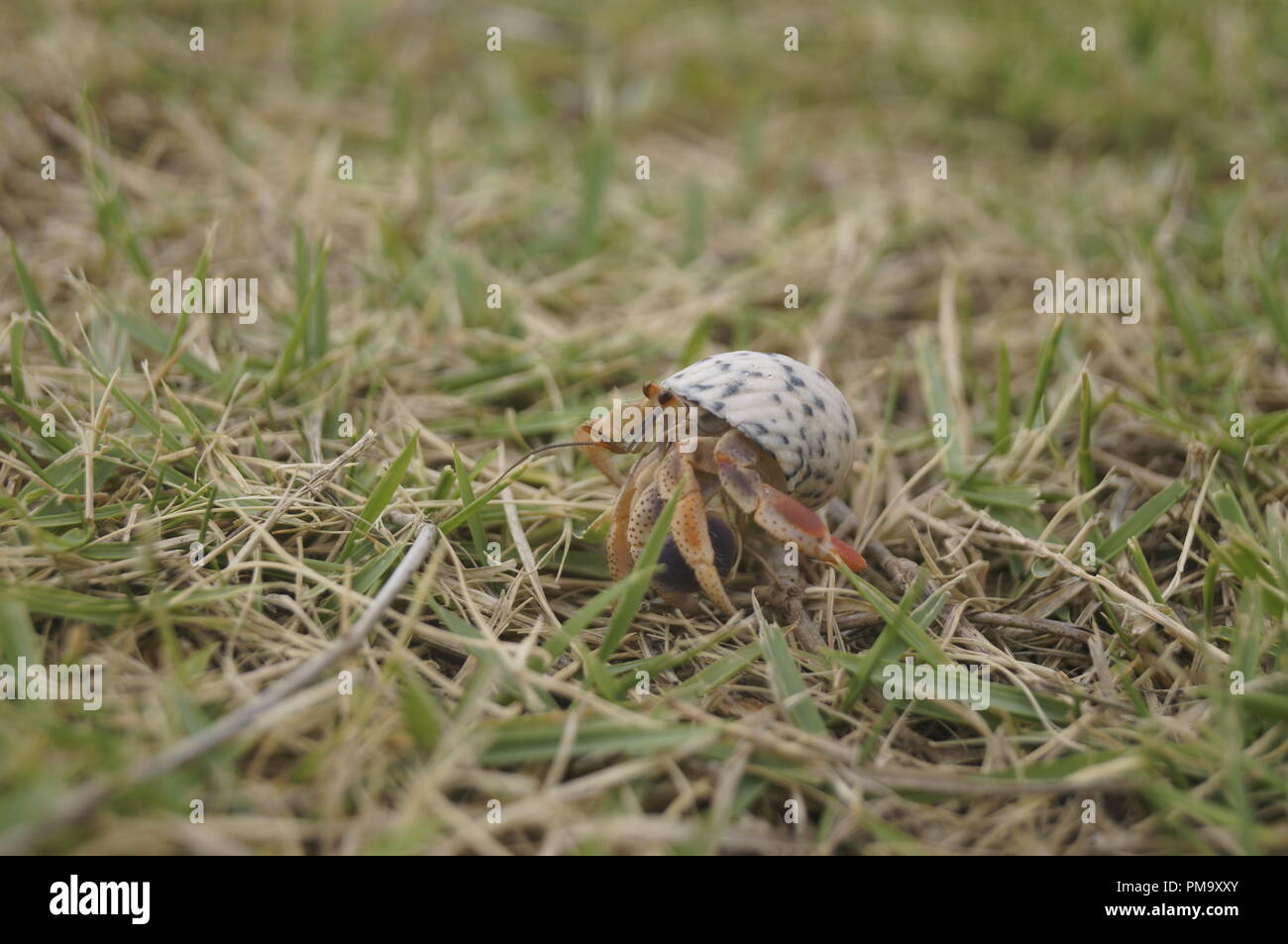 Coenobita clypeatus Caribbean Land hermit crab Stock Photo