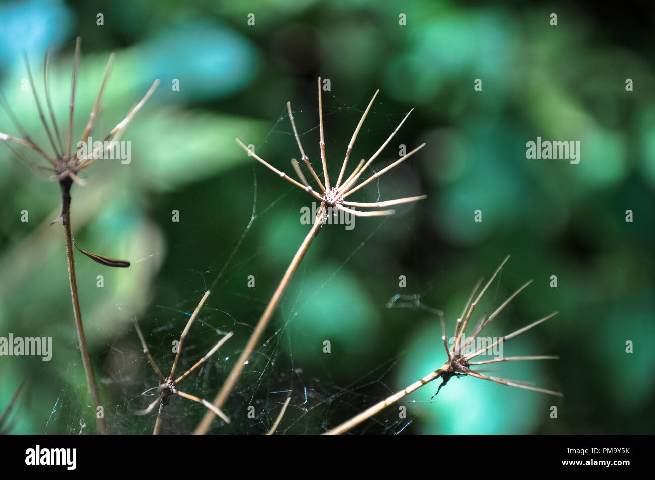 Tree Trunk Hat Spider like dead tree hi-res stock photography and images - Alamy