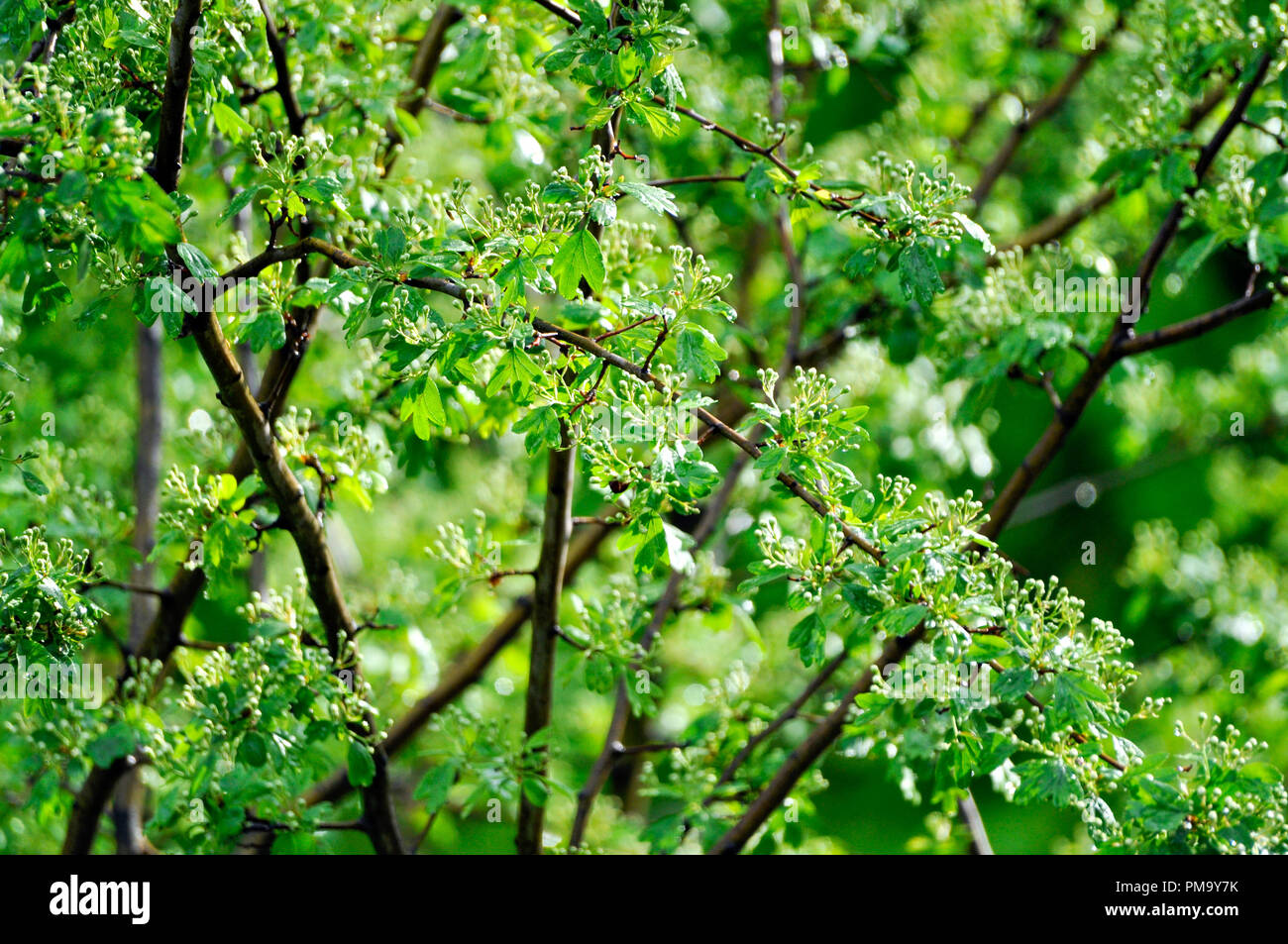 Tree branch with green leaves in bloom Stock Photo - Alamy