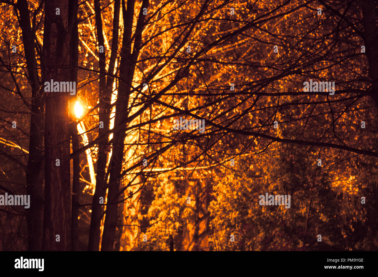 Light coming through trees in autumn Stock Photo Alamy