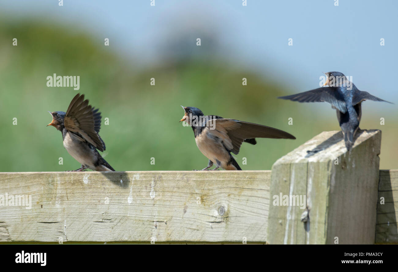 Young swallows (Hirundo rustica) sitting on fence demanding to be fed Stock Photo