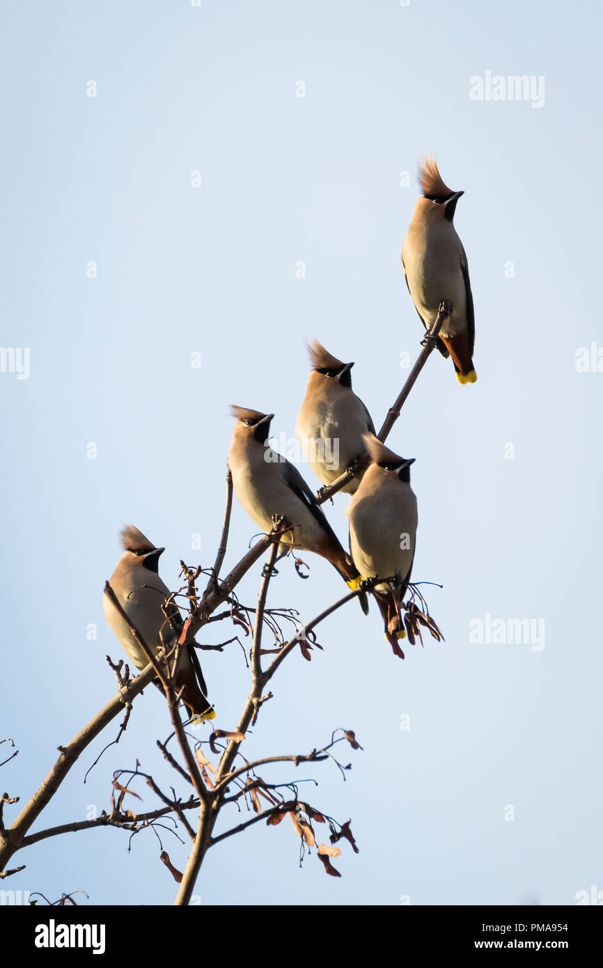 Waxwings on a twig in Peth Scotland Stock Photo