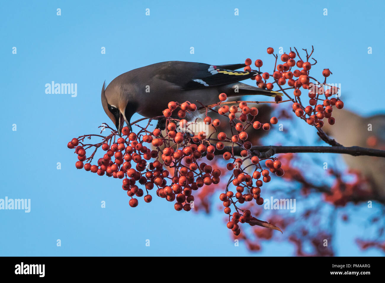 Rowan tree winter scotland hi-res stock photography and images - Alamy