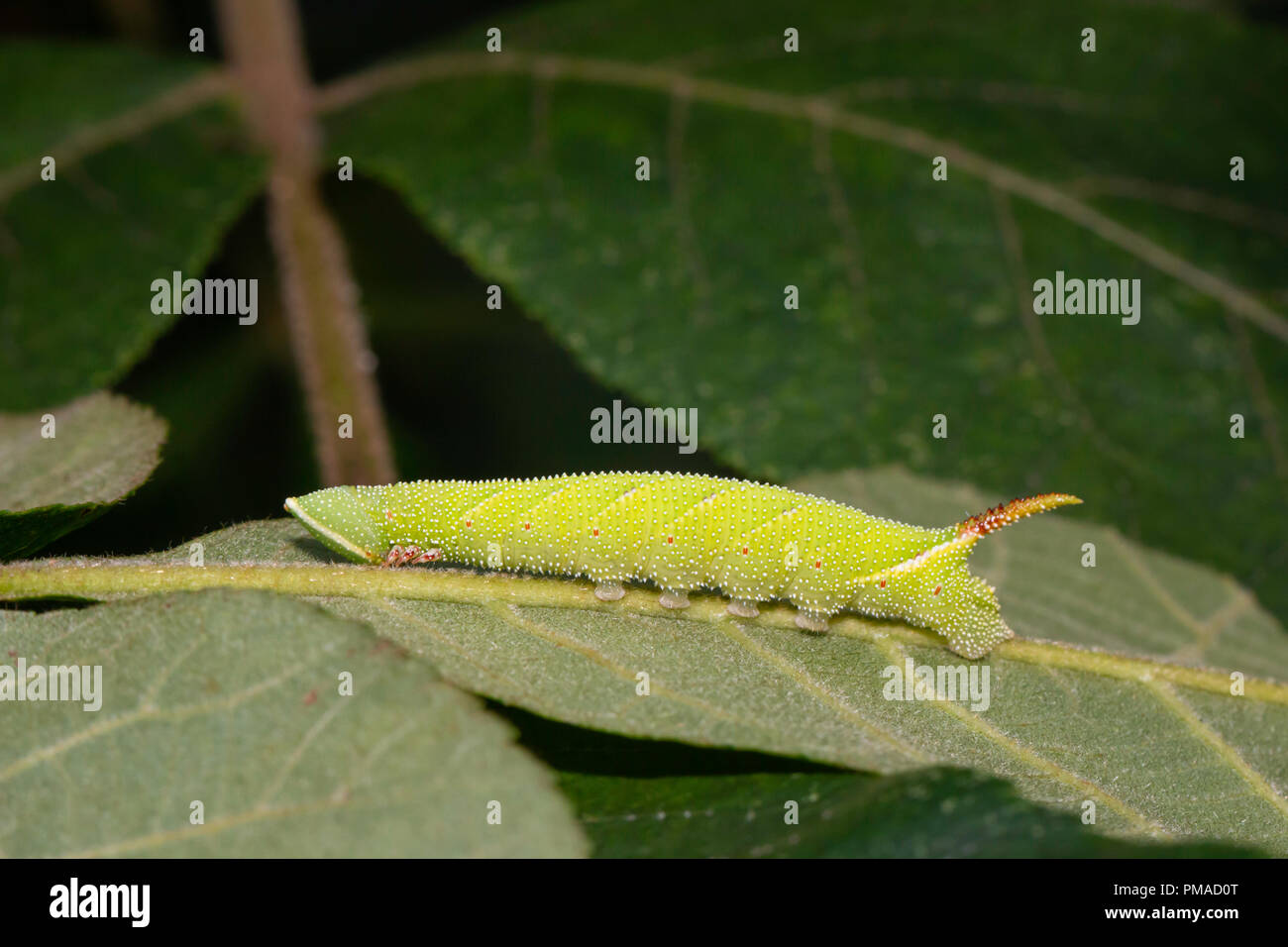 Walnut sphinx moth caterpillar - Amorpha juglandis Stock Photo