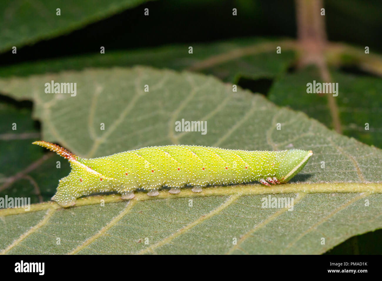 Walnut sphinx moth caterpillar - Amorpha juglandis Stock Photo