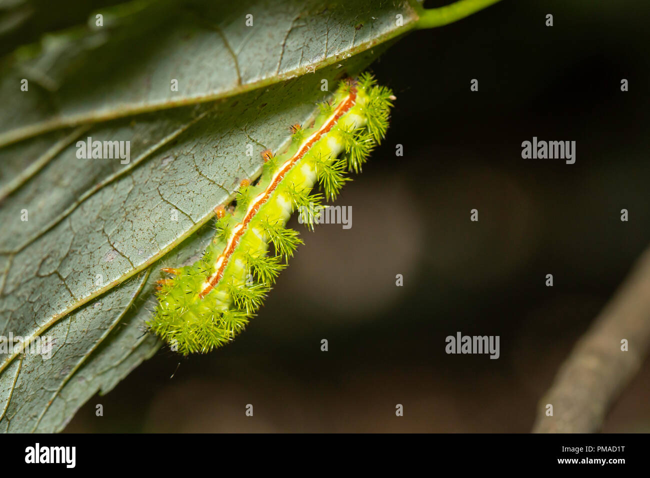 Venomous IO moth caterpillar - Automeris io Stock Photo - Alamy