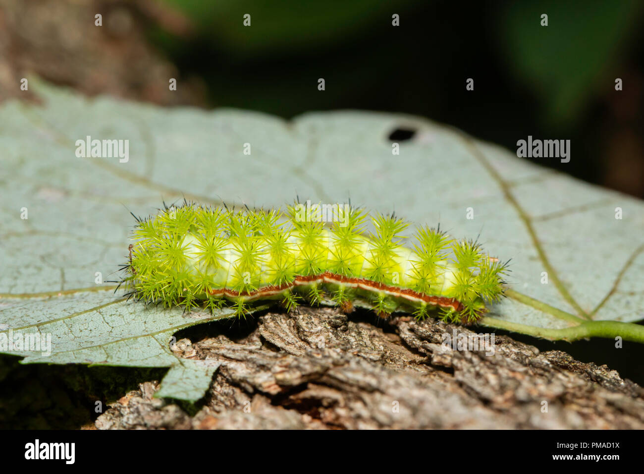 Venomous IO moth caterpillar - Automeris io Stock Photo - Alamy