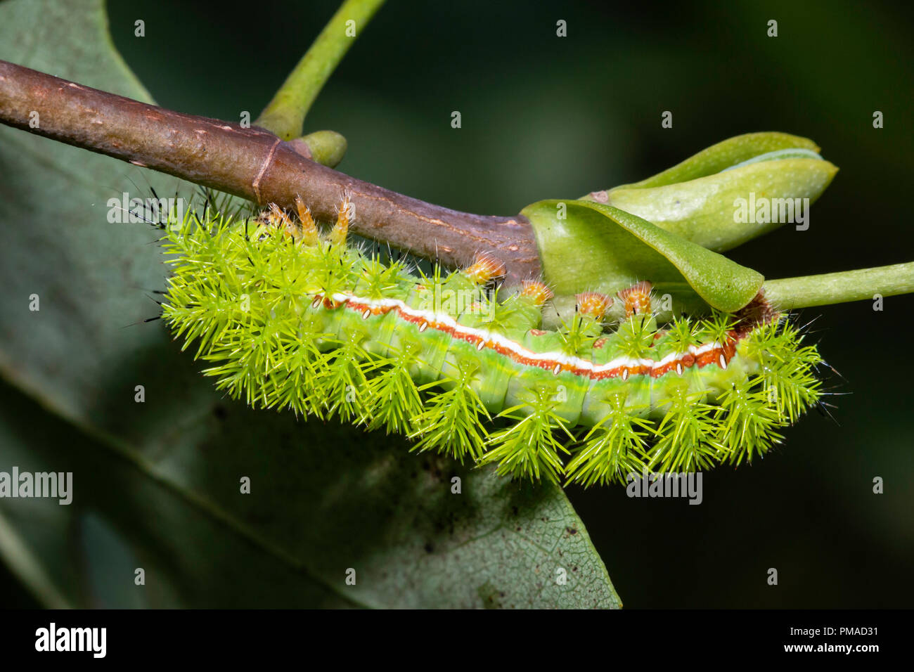 Venomous IO moth caterpillar - Automeris io Stock Photo - Alamy