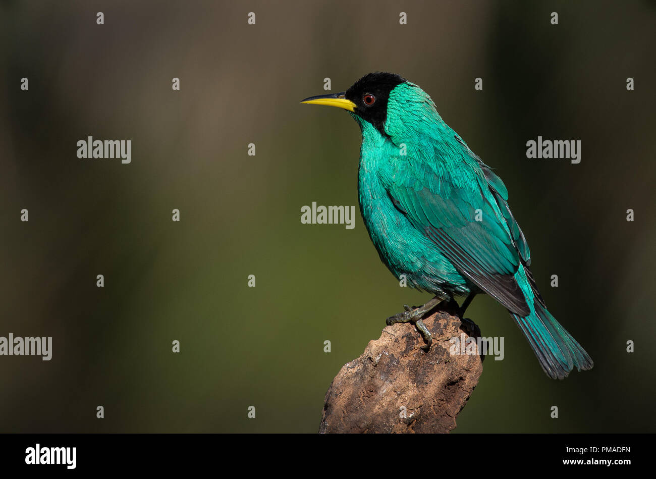 A perched male of green honeycreeper photographed in Costa Rica Stock Photo