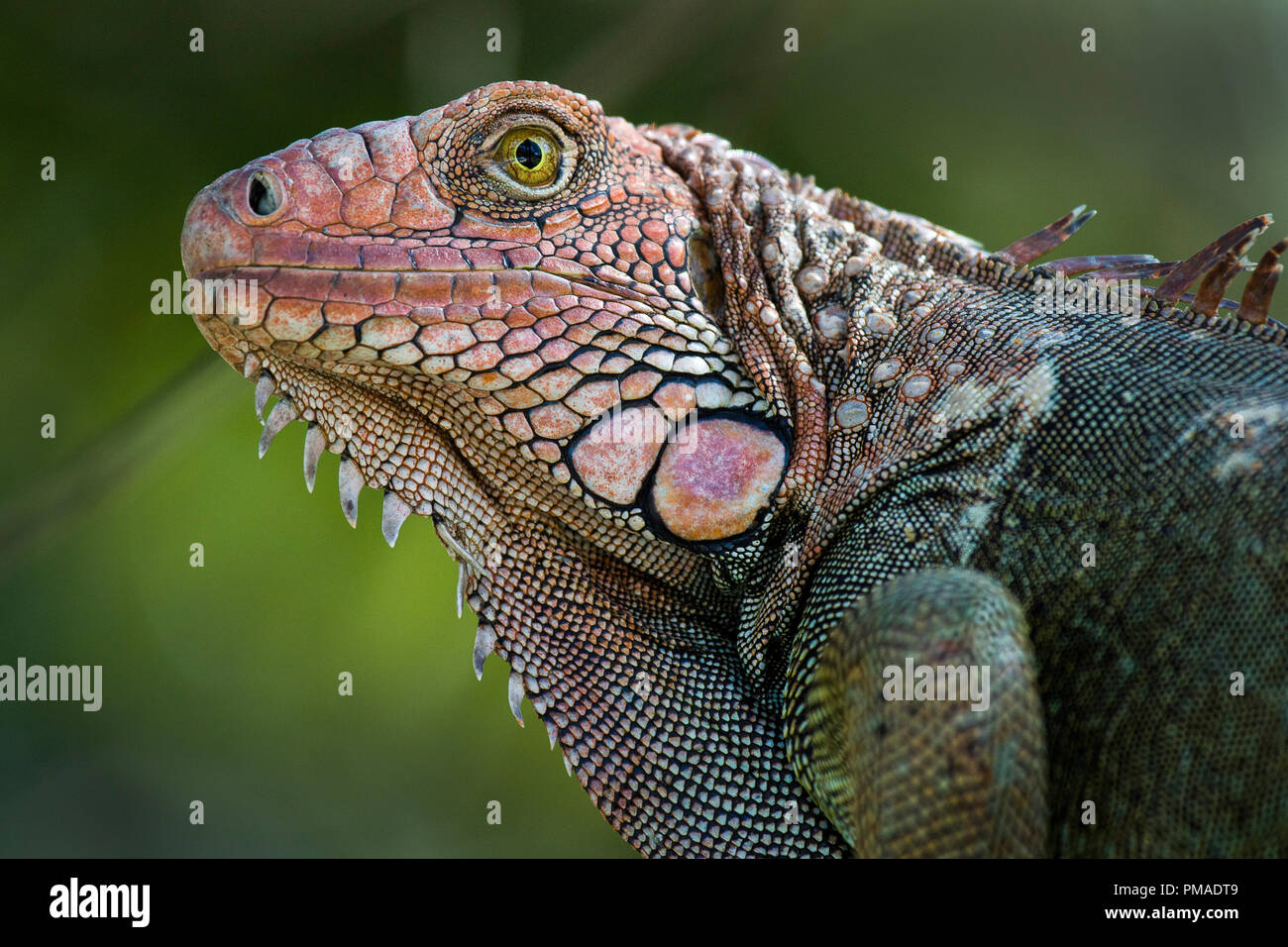 Portrait of a male iguana photographed in Costa Rica Stock Photo