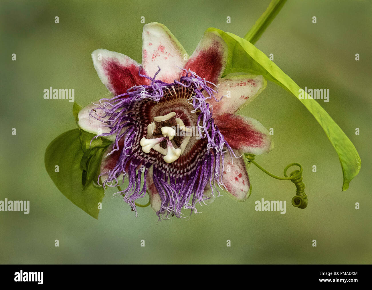 A purple passion flower photographed in Costa Rica Stock Photo