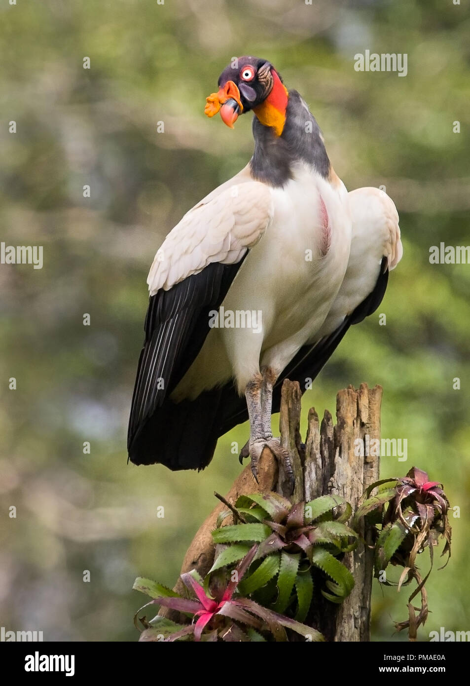 A perched king vulture photographed in Boca Tapada, Costa Rica Stock Photo