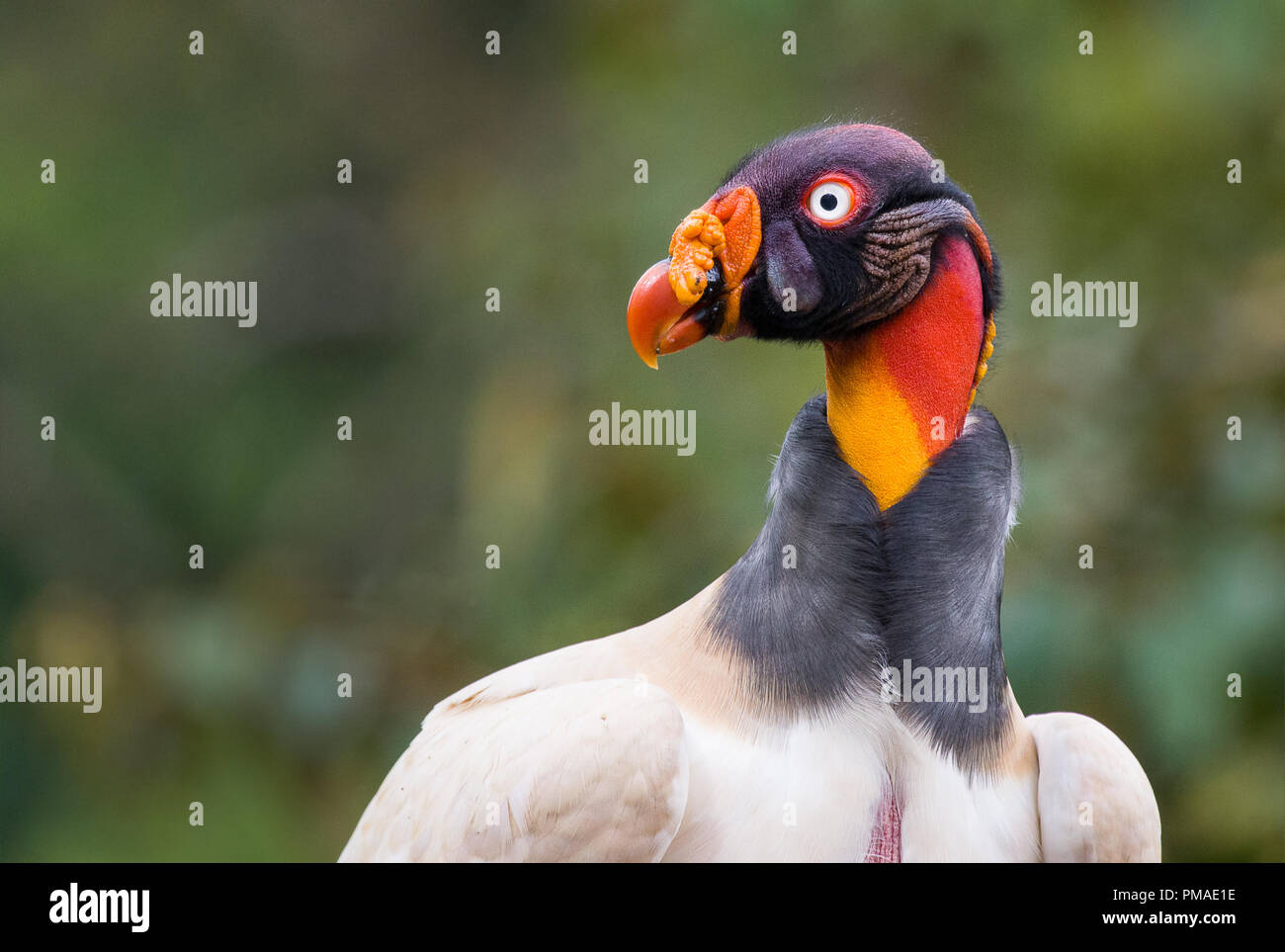 Portrait of a king vulture. Photograph taken in Costa Rica Stock Photo