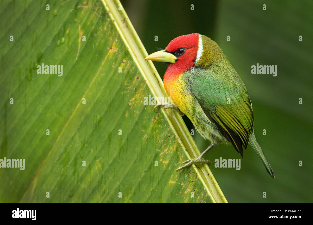 A perched male of red headed barbet photographed in Cinchona, Costa Rica Stock Photo