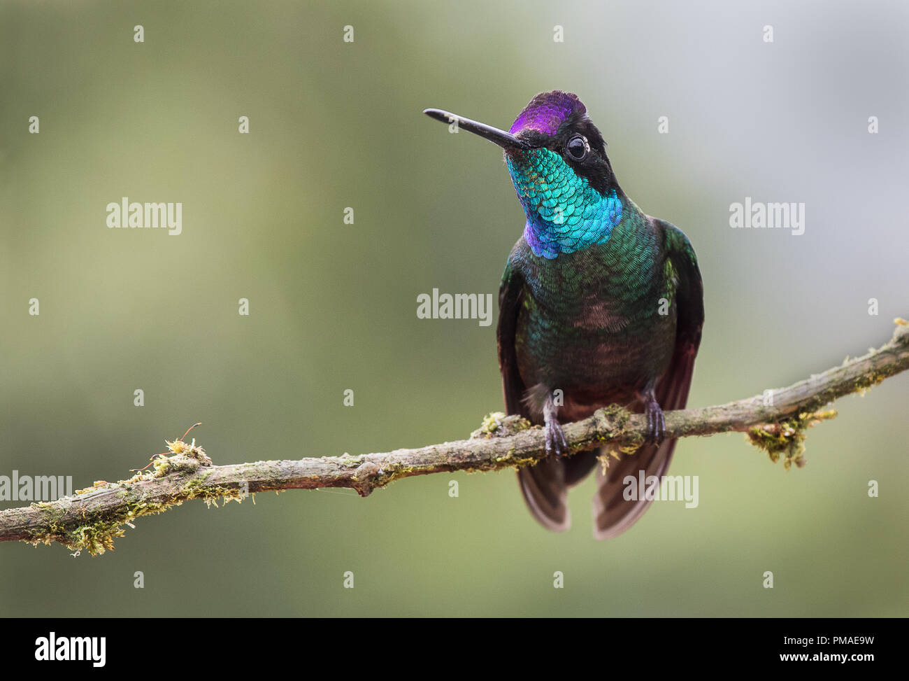A perched male of magnificent hummingbird photographed in Costa Rica Stock Photo