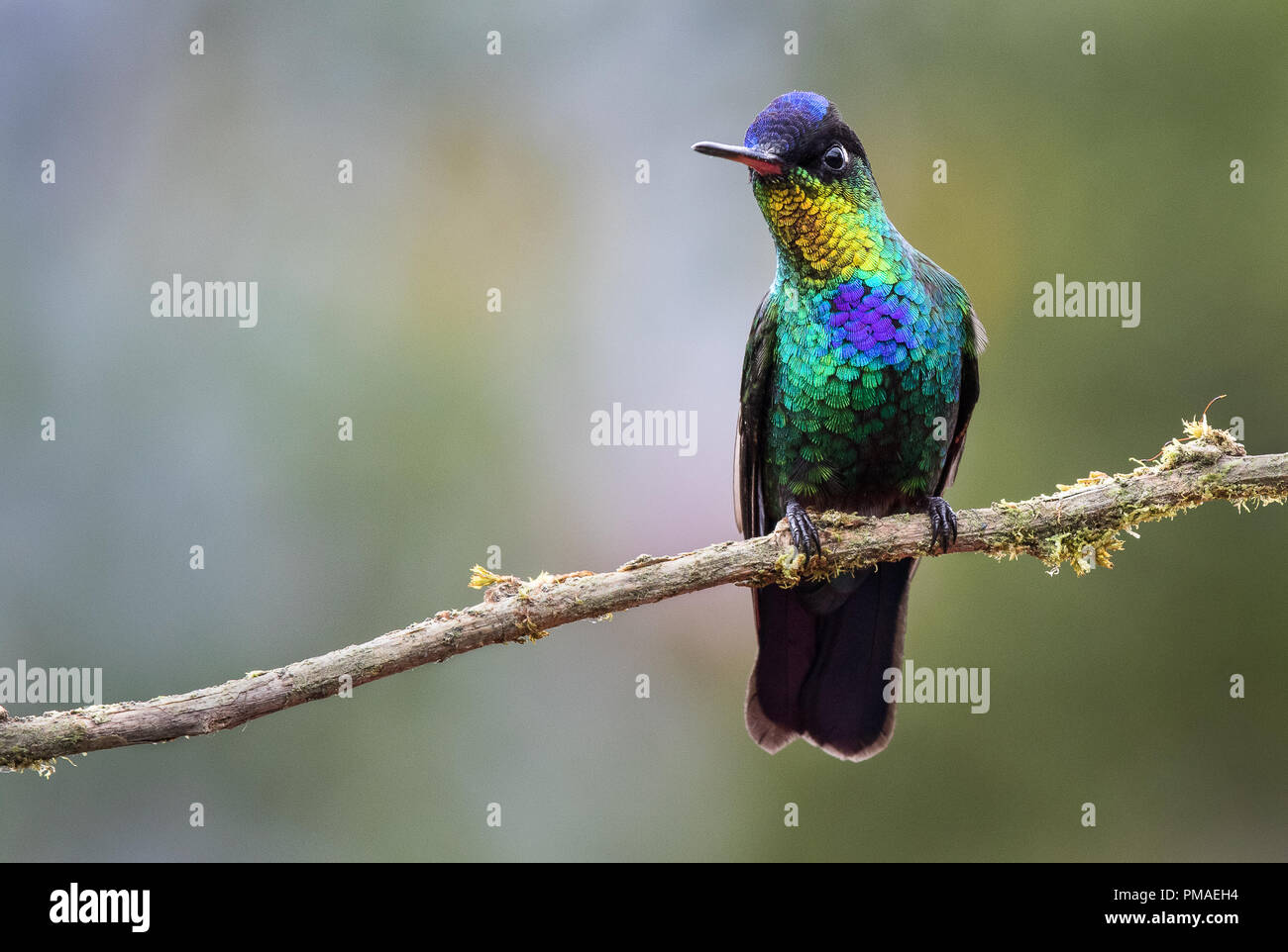 A fiery throated hummingbird photographed in Costa Rica Stock Photo