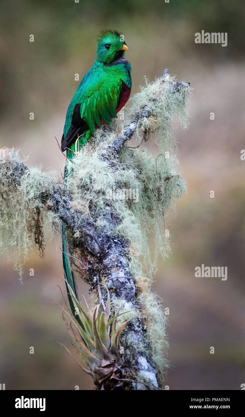 A perched male of resplendent quetzal photographed in San Gerardo de Dota, Costa Rica Stock Photo