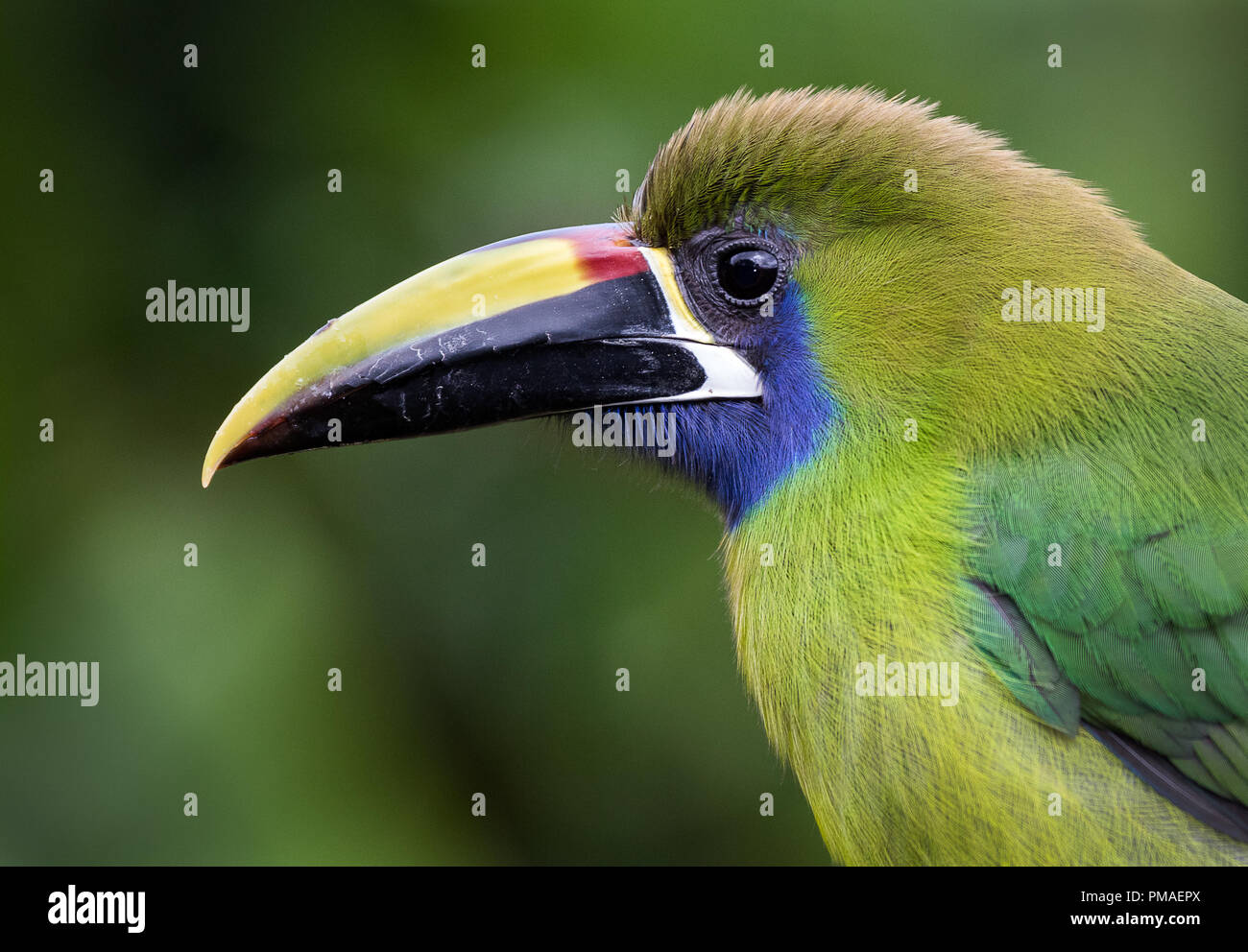 Portrait of an emerald toucanet photographed in Costa Rica Stock Photo