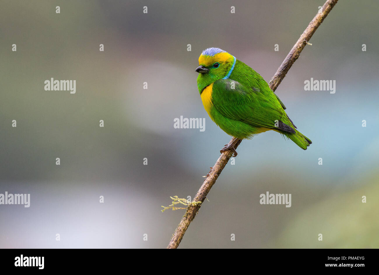 A perched male of golden browed chlorophonia photographed in Costa Rica Stock Photo