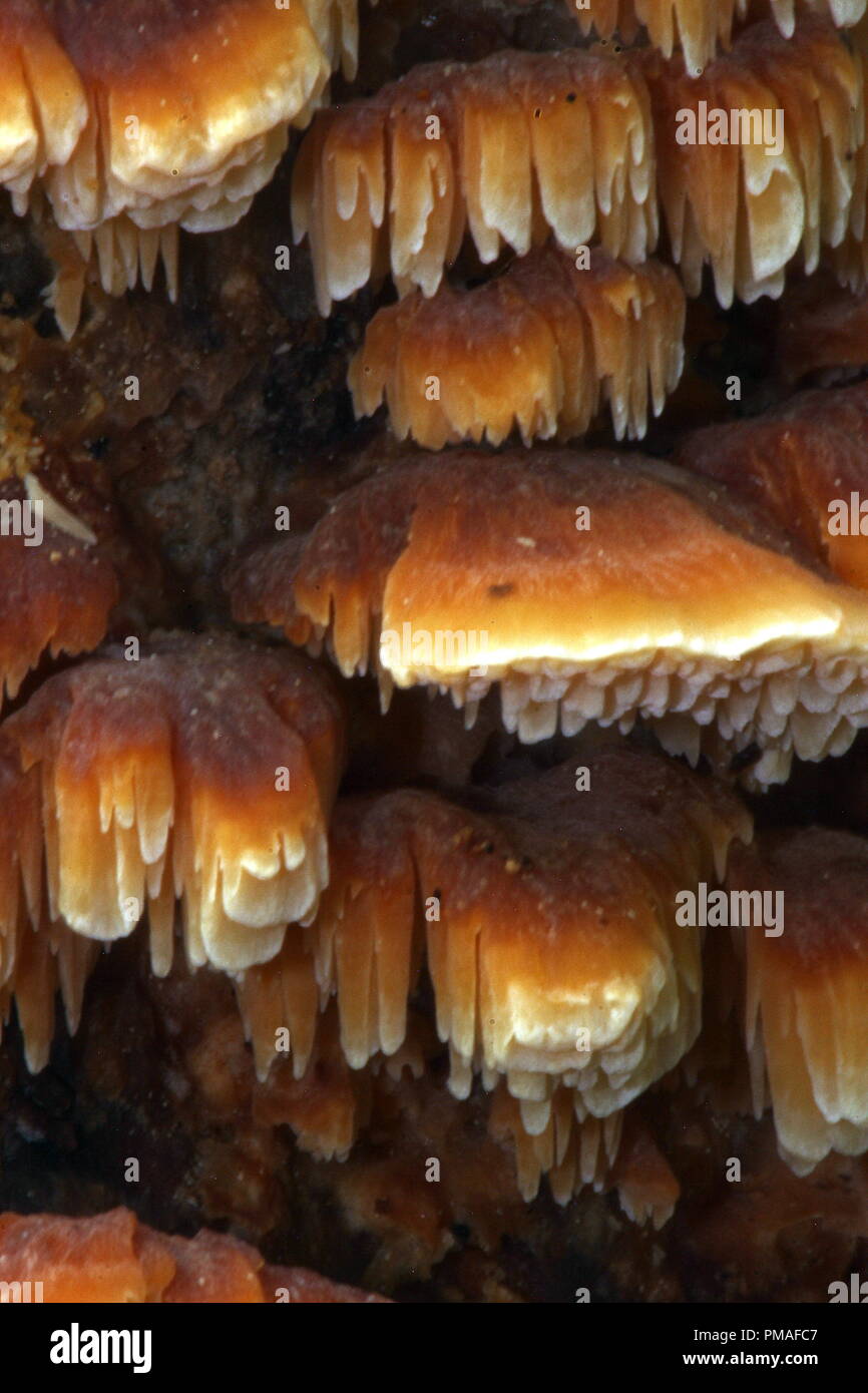Bracket fungi Stock Photo