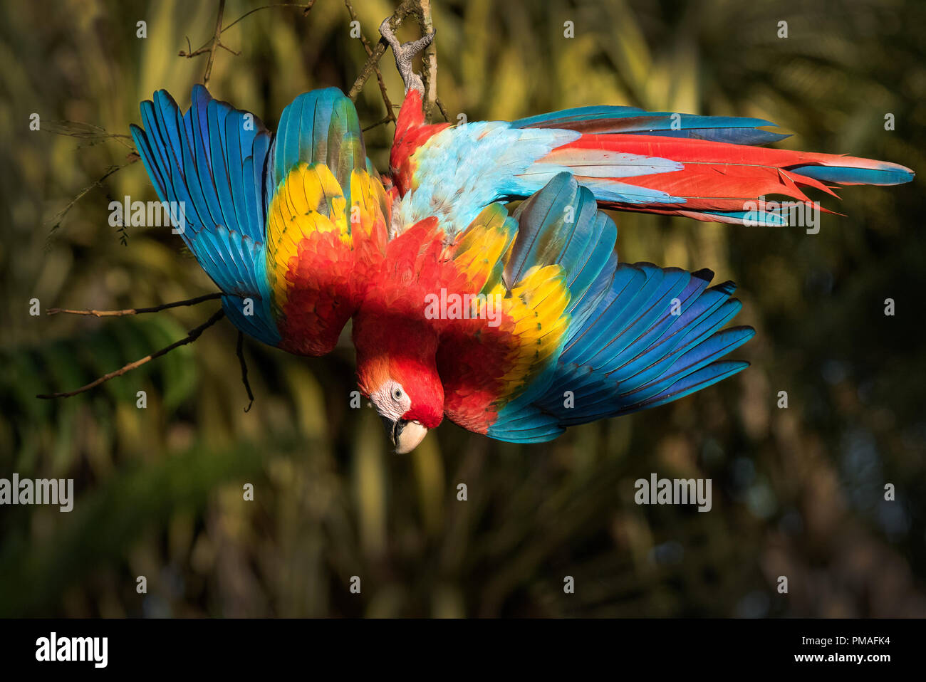 An scarlet macaw showing all colors and feathers. Photograph taken in Costa Rica Stock Photo