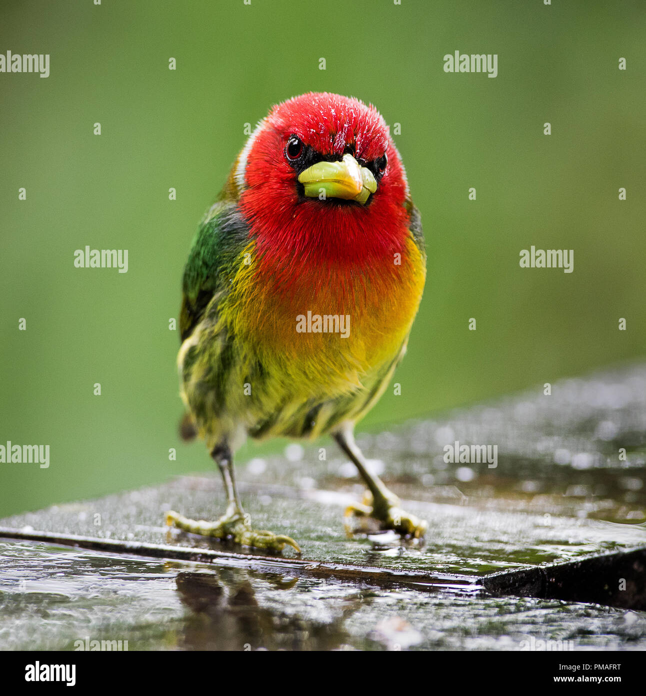 A male red headed barbet photographed in Cinchona, Costa Rica Stock Photo