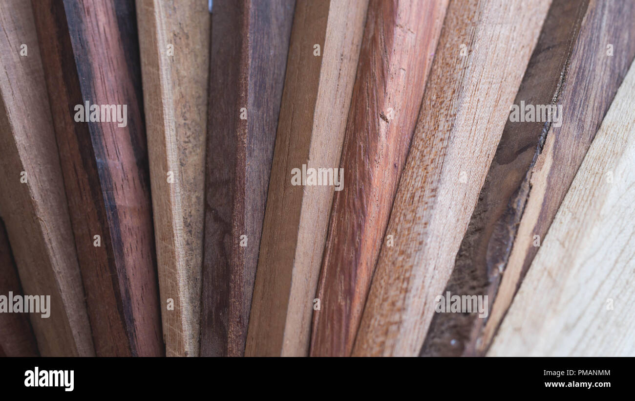 sample of different species of tropical hardwood that grow in Indonesia. forestry and biodiversity concept Stock Photo