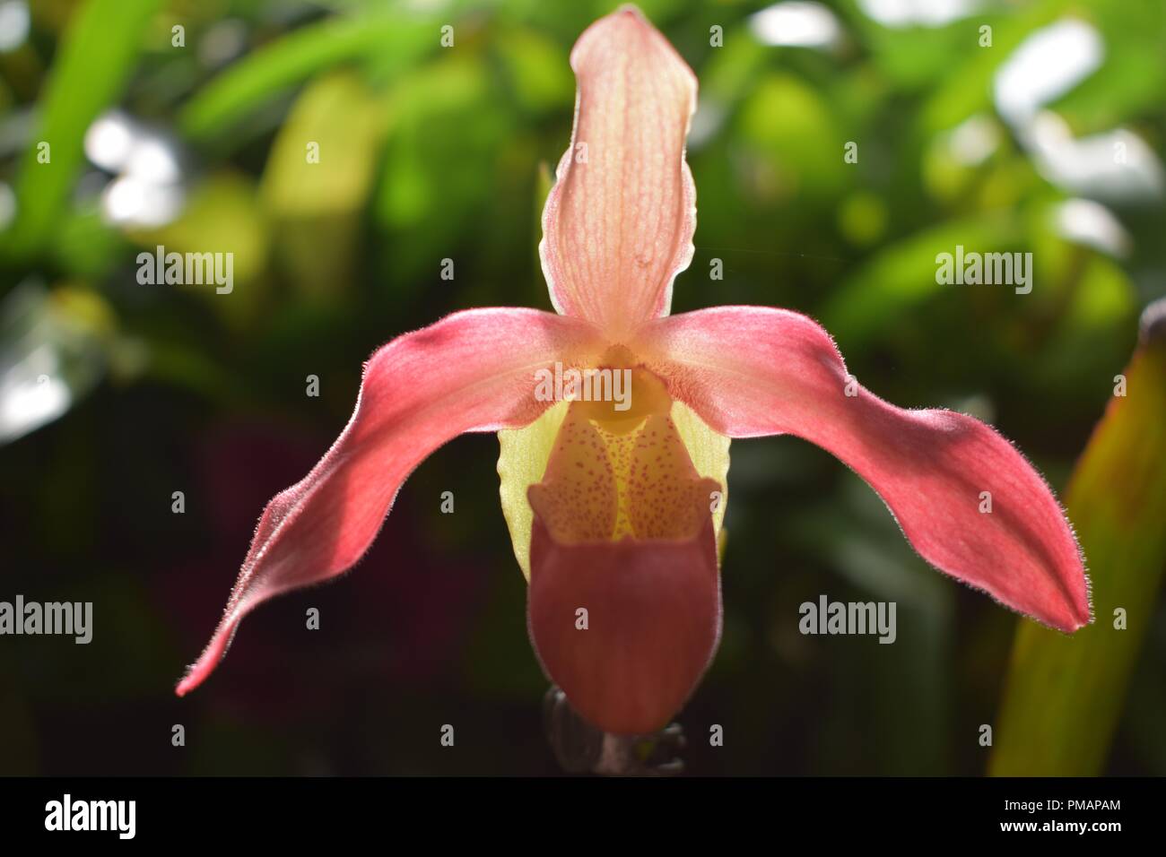 Pink Cattleya elongata Orchid Flower Stock Photo