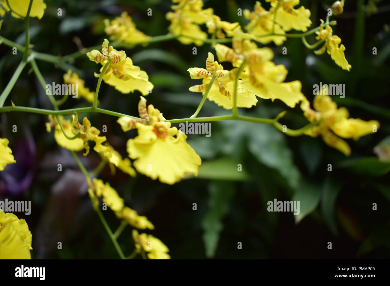 Yellow Oncidium Orchid Flower Stock Photo