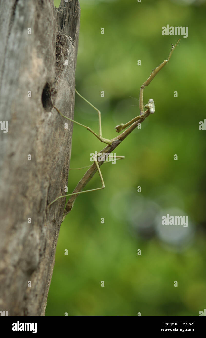 Praying Mantises are an order (Mantodea) of insects that contains over 2,400 species in about 430 genera in 15 families. Western Australia Stock Photo