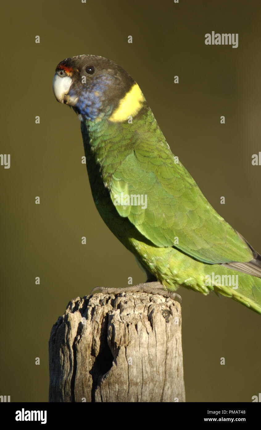 The Australian ring neck (Barnardius zonarius) is a parrot native to Australia seen here in outback Western Australia. Stock Photo