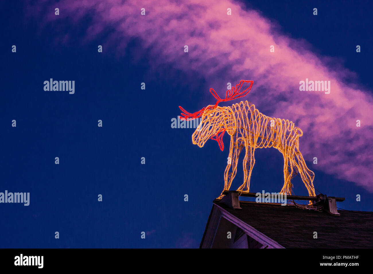 Bar harbor maine moose hires stock photography and images Alamy