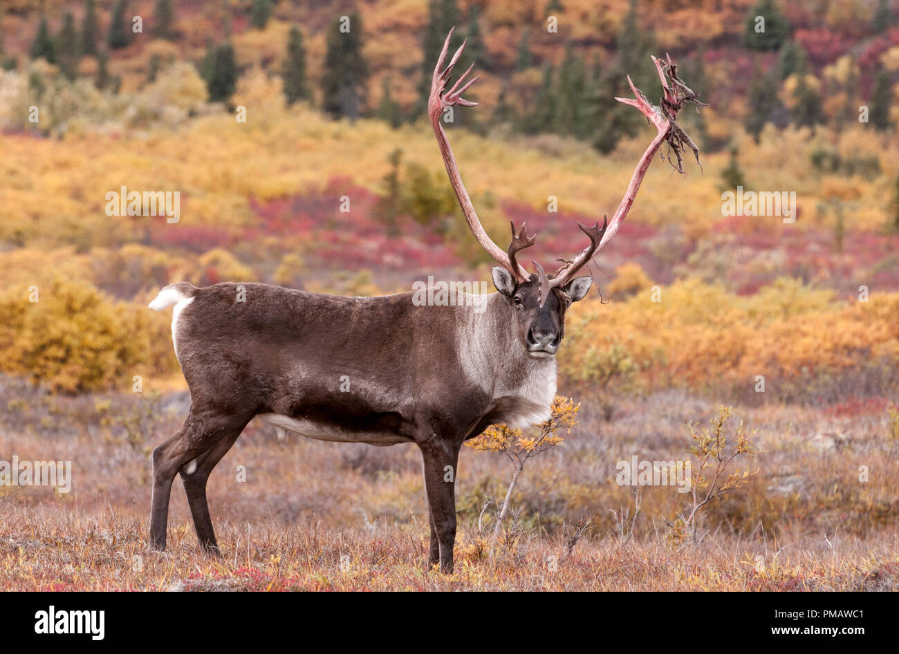 Caribou, Barren Ground, Bull, Autumn, Denali Park, Alaska Stock Photo ...