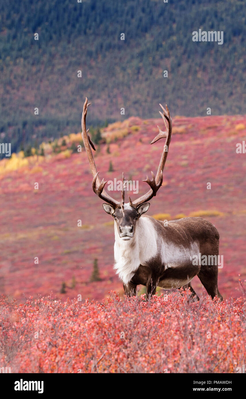 Alaska reindeer caribou hires stock photography and images Alamy