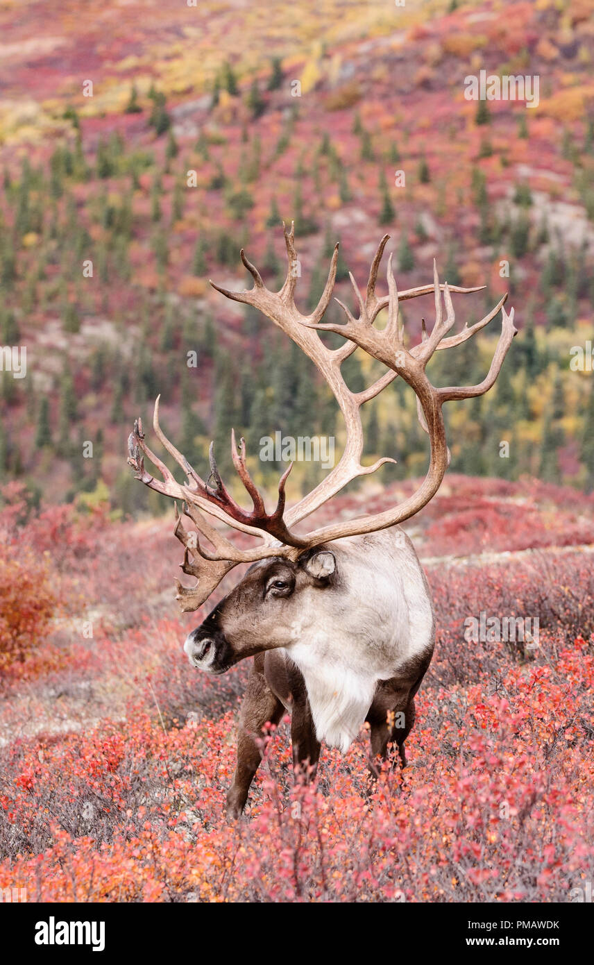 Arctic national park caribou hires stock photography and images Alamy