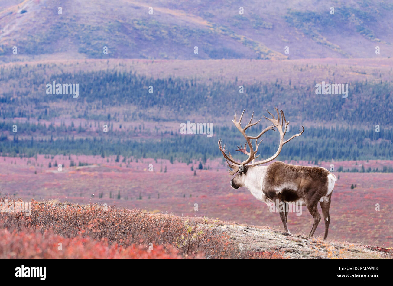 Caribou, Barren Ground, Bull, Autumn, Denali Park, Alaska Stock Photo