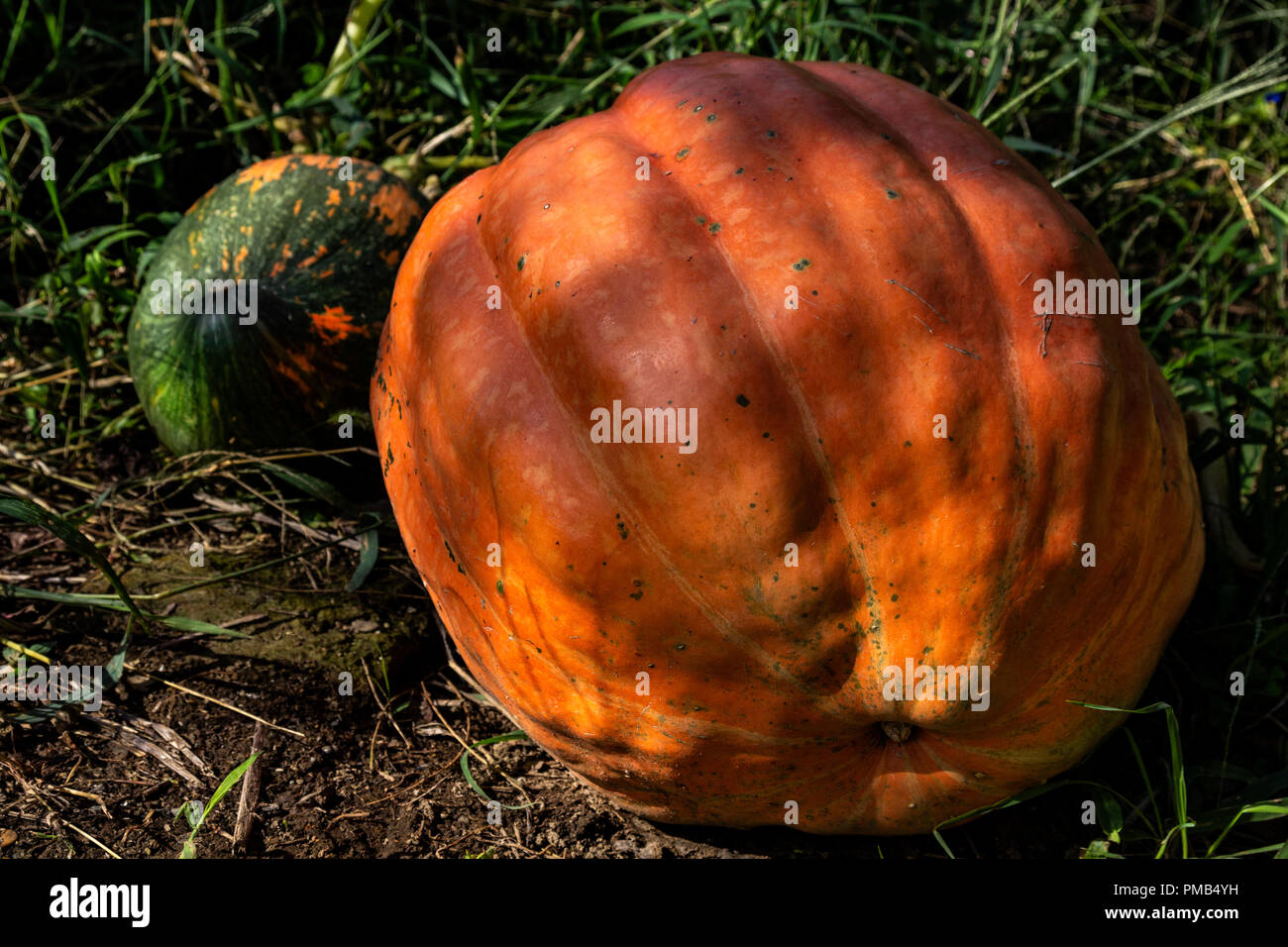 Cucurbita pepo has been cultivated as food for thousands of years though common names pumpkin and squash are used for more than one species of plant:  Stock Photo