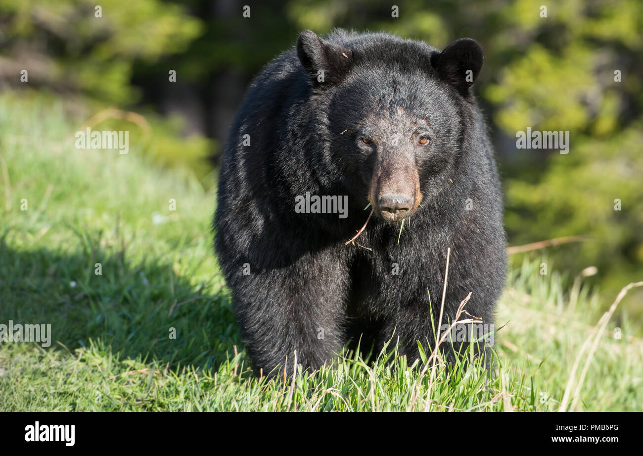 Black bear in the Rocky Mountain wilderness Stock Photo - Alamy