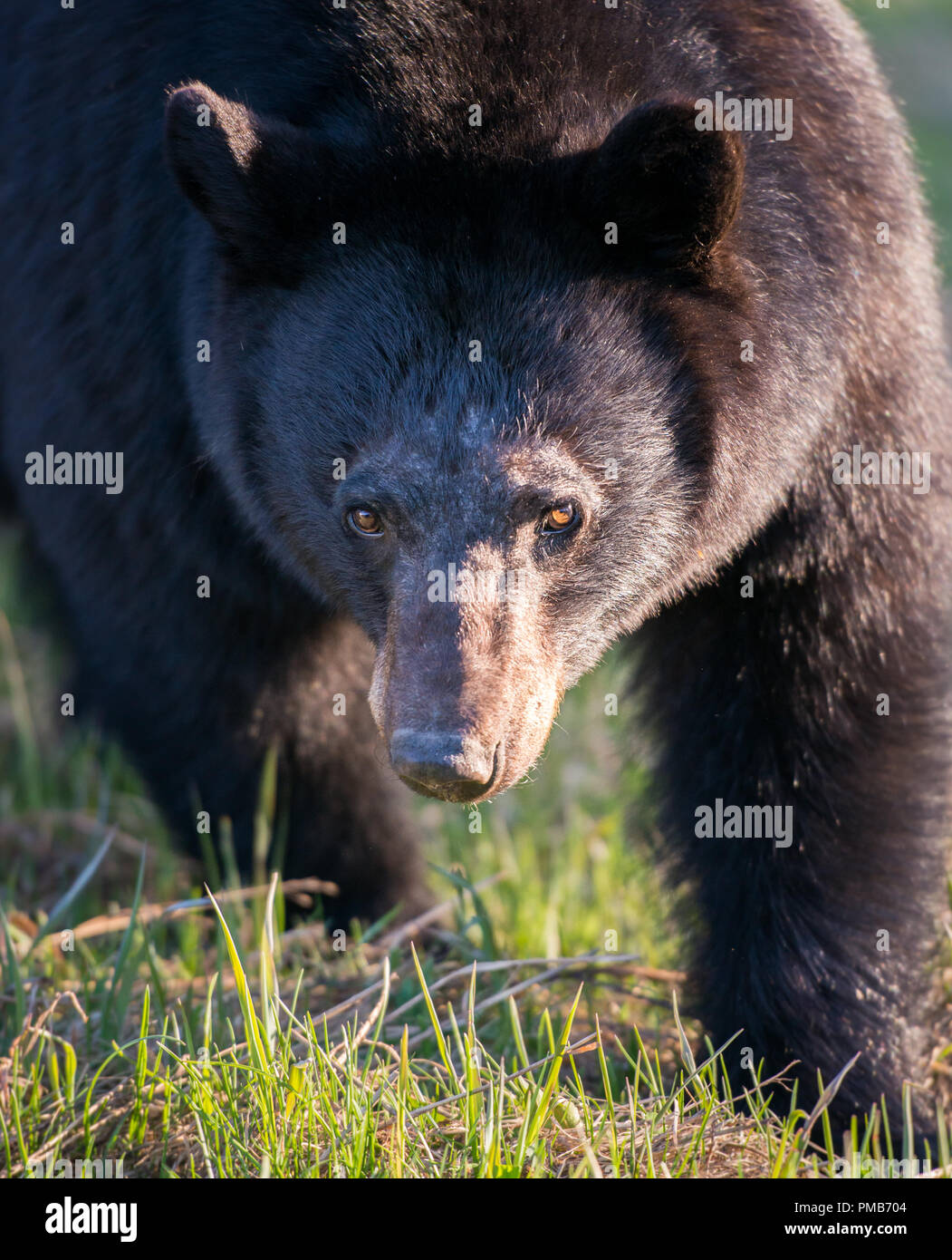 Black bear in the Rocky Mountain wilderness Stock Photo - Alamy