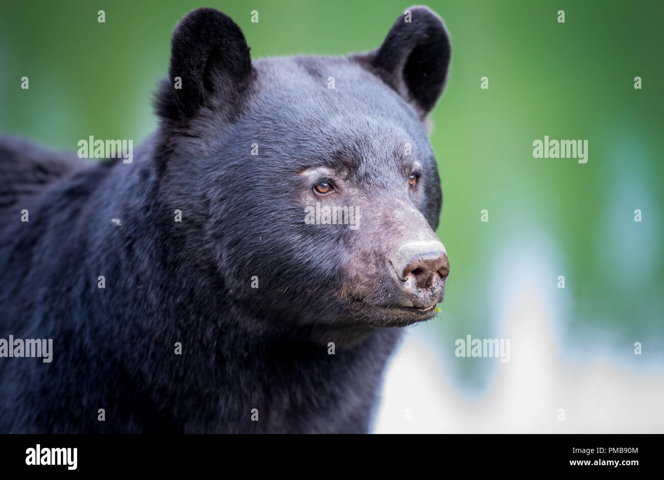 Black bear in the Rocky Mountain wilderness Stock Photo - Alamy